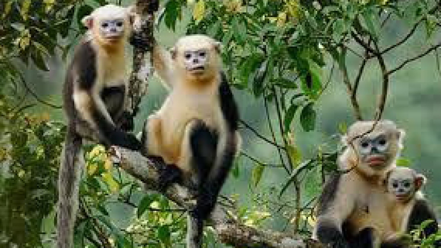 Ha Giang, FFI team up to protect Tonkin snub-nosed monkeys